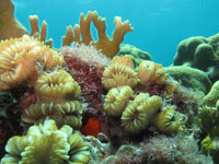 corail fleur des surplombs vignette
